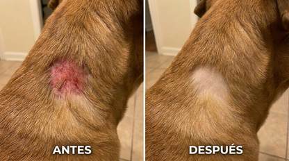 Devuélvele el Movimiento y la Alegría a tu Mascota